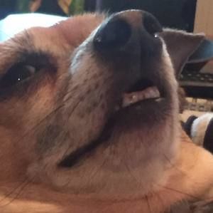 Meet your Posher, Spencer